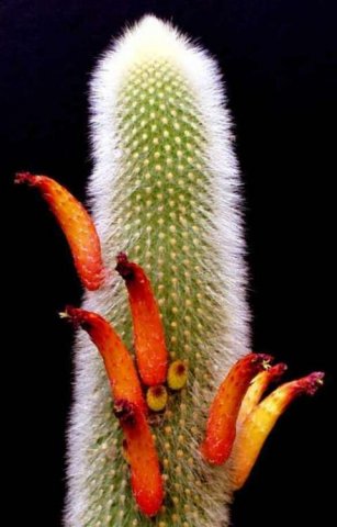 cleisocactus_brookeae